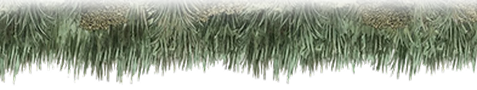 tree-3