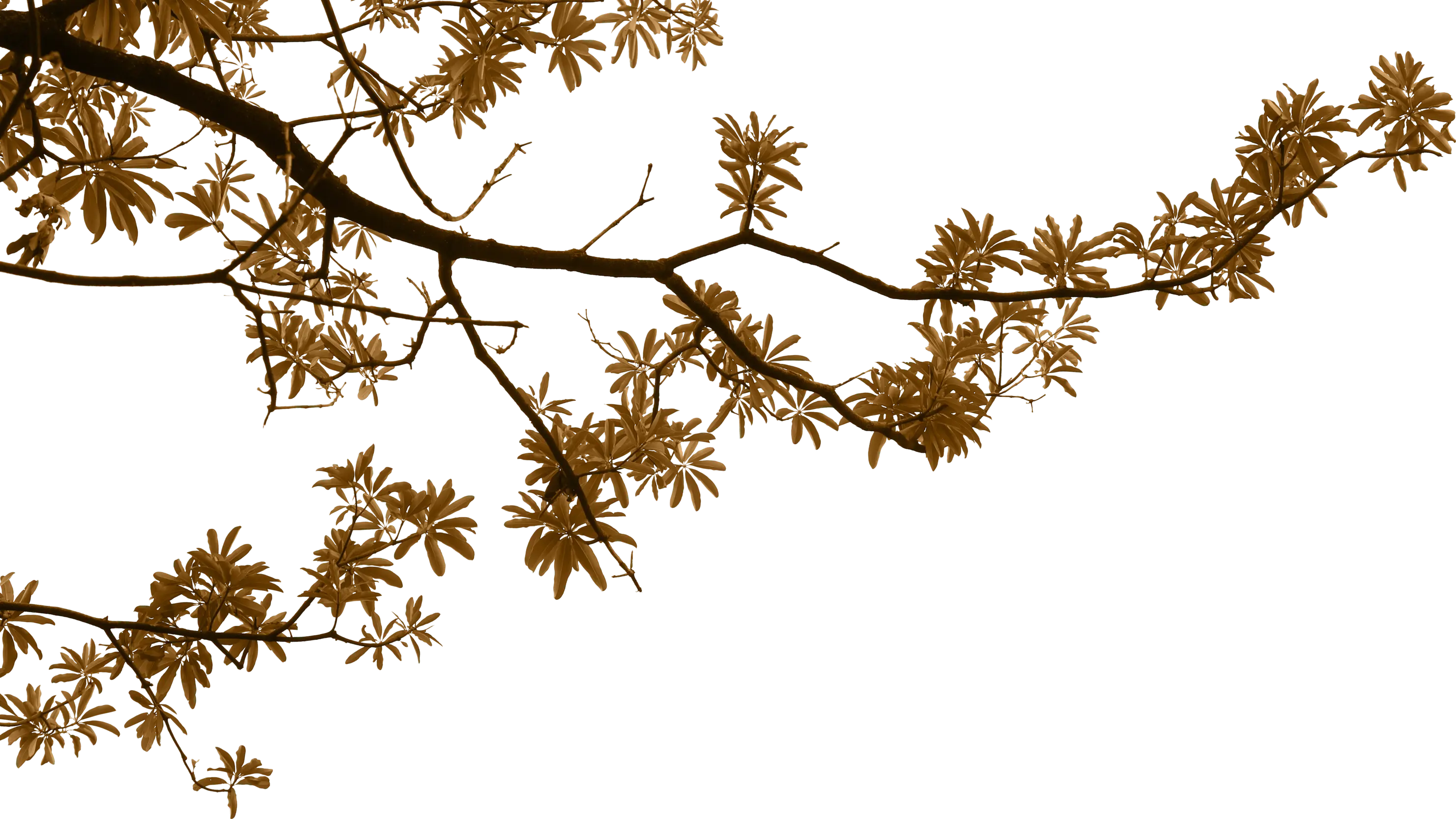tree-3